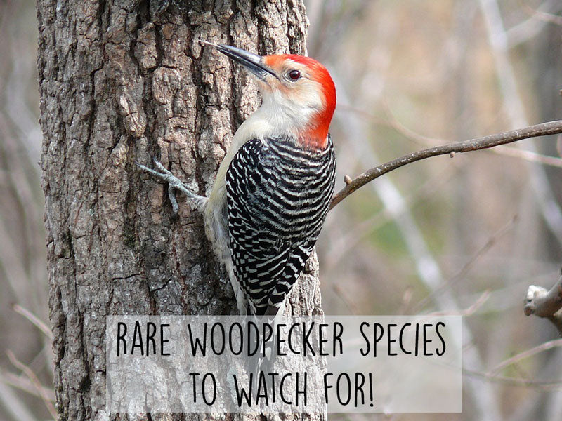 Some of Ontario’s Rare Woodpecker Species – Gilligallou Bird