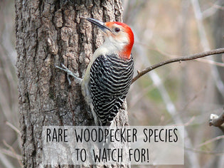  rare-woodpecker-species