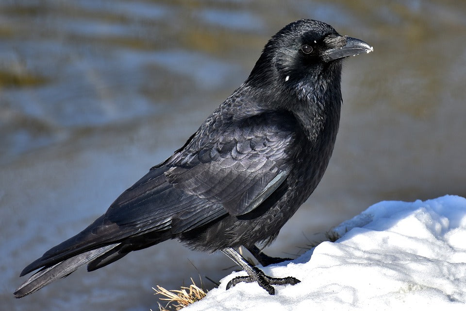 raven-in-snow