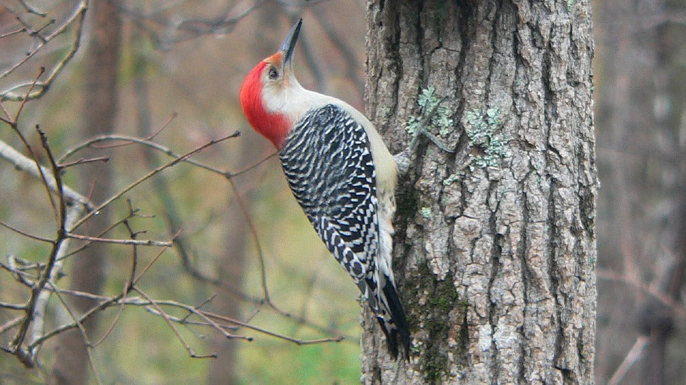 red-bellied-woodpecker-on-tree