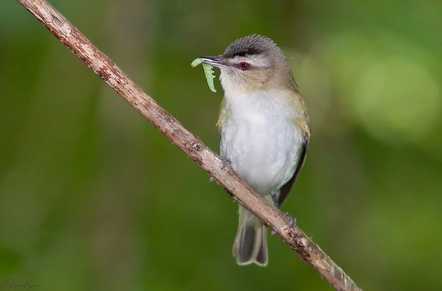 Summer Spotlight – The Red-Eyed Vireo