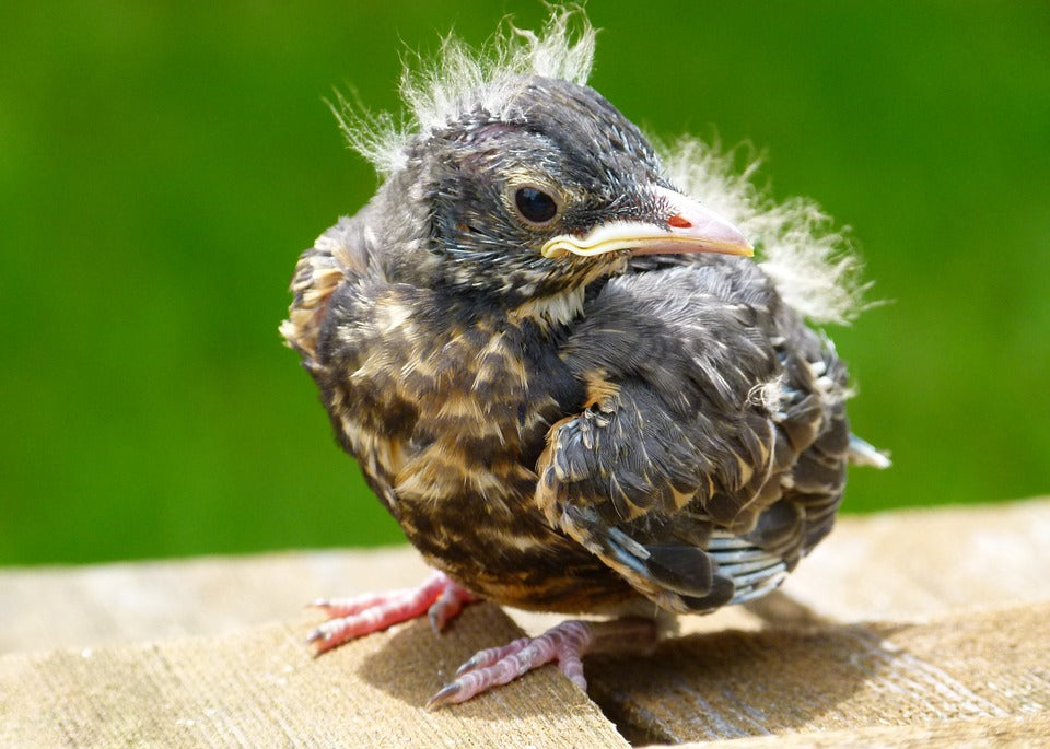 red-robin-chick-with-new-feathers