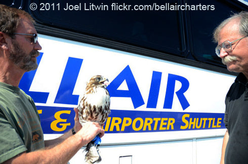 A Special Arrangement for the Raptors at Seattle-Tacoma International Airport