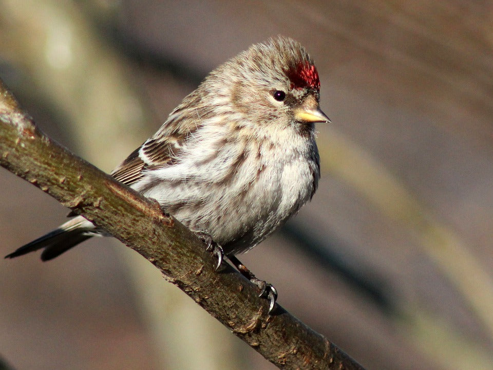 redpoll