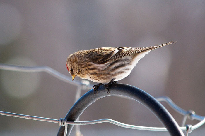 redpoll
