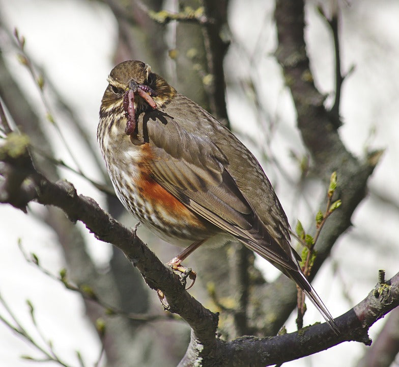 redwing-bird