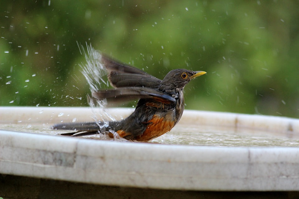 robin-bathing-in-backyard-birdbath