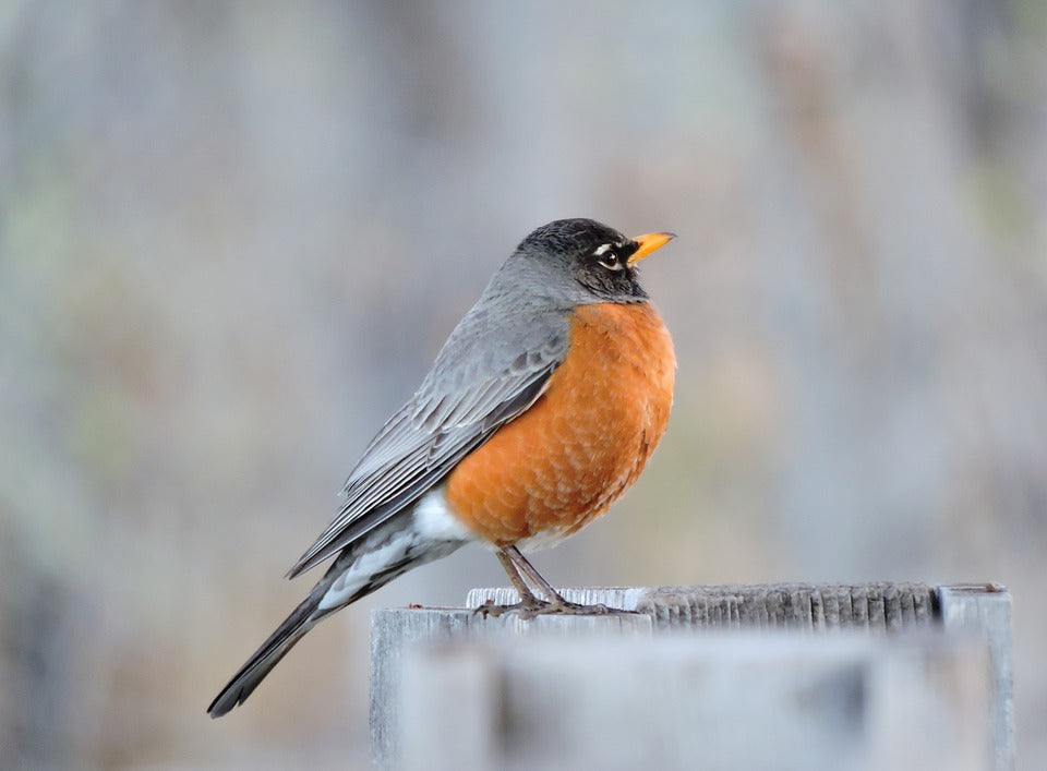 robin-migrating