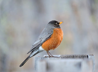  robin-migrating