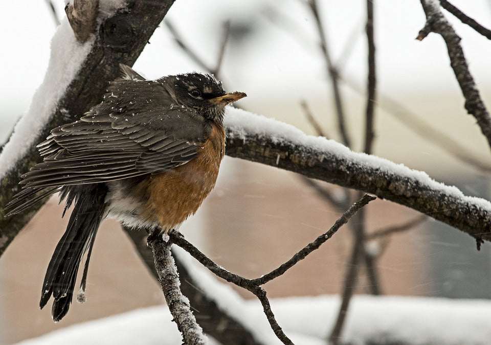 american-robin-keeping-warm-on-cold-day