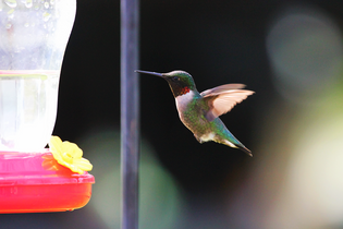  ruby-throated-hummingbird-at-feeder