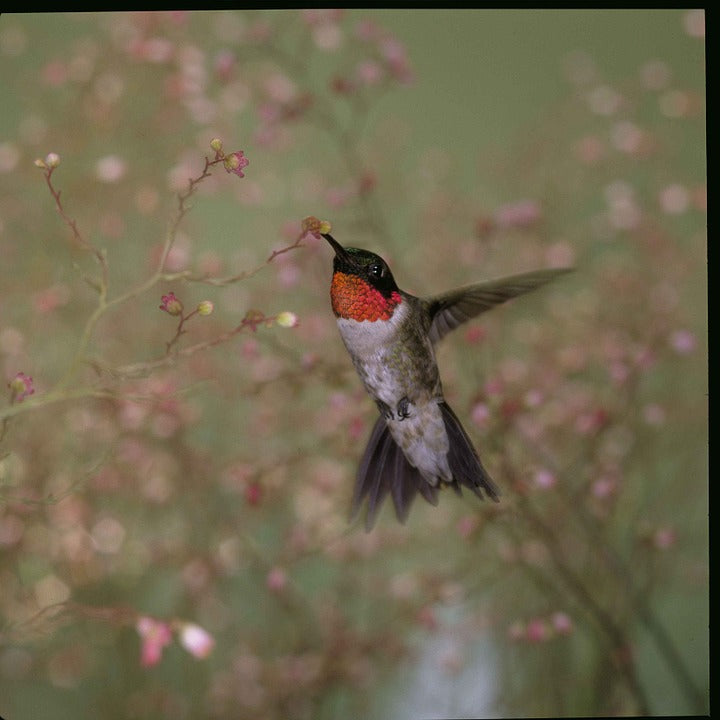 ruby-throated-hummingbird-eating-insects