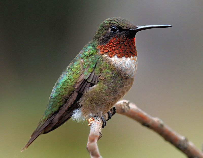 Late Summer Hummingbird Check In