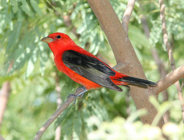 scarlet-tanager