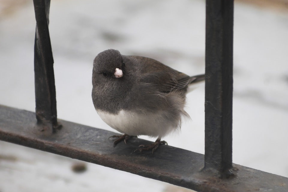 slate-grey-dark-eyed-junco