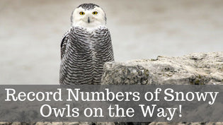  snowy-owl-forecast