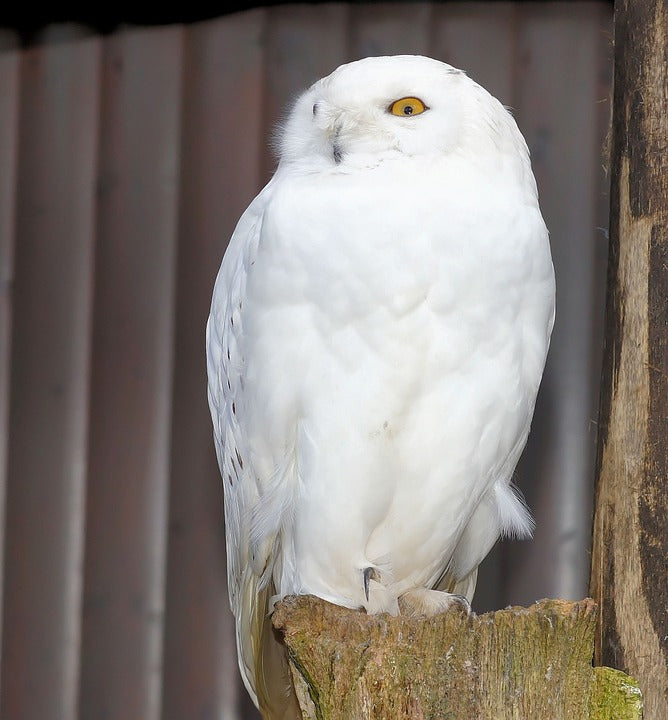 snowy-owl