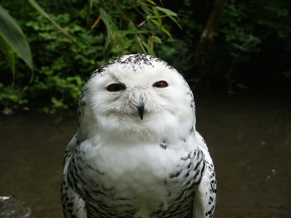 snowy-owl