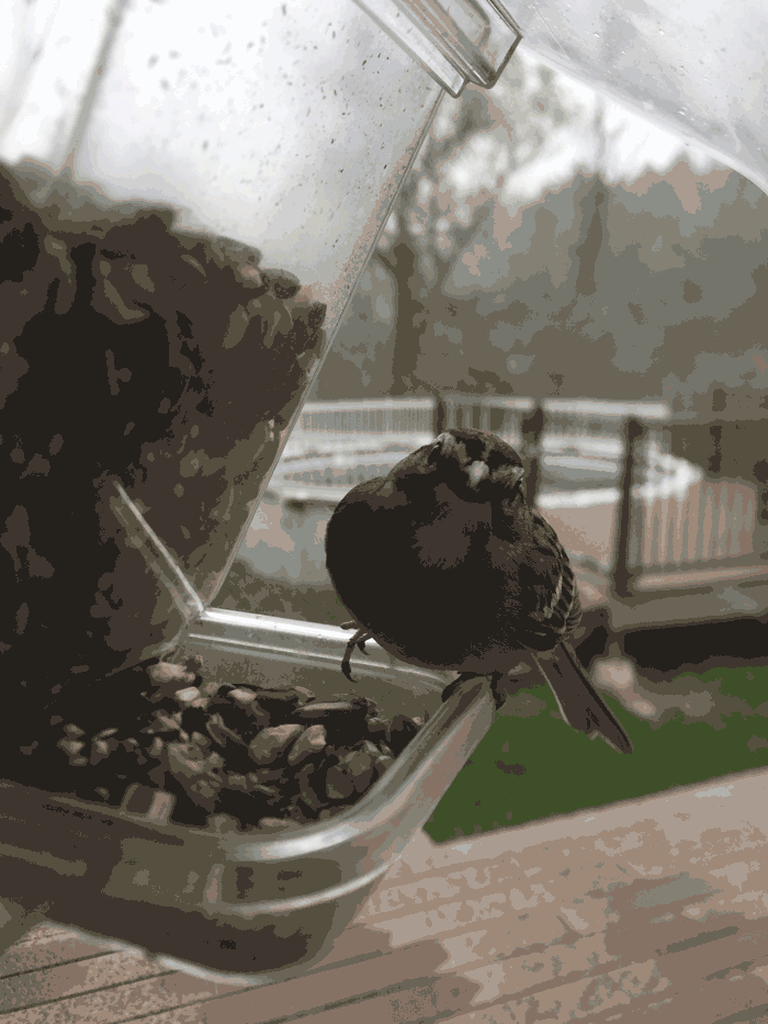 sparrow-on-window-feeder-in-rain