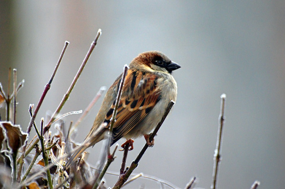 perched-sparrow