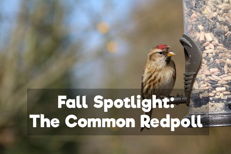 spotlight-common-redpoll