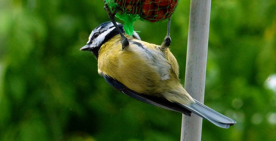 spring-bird-feeding