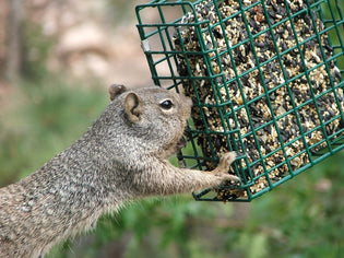  squirrel-eating-from-suet-feeder