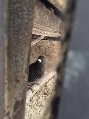 starling-in-fireplace