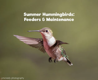  Summer Hummingbirds: Feeders & Maintenance