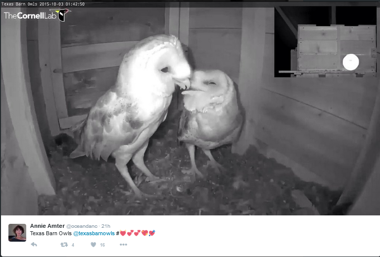 texas-barn-owl-cam