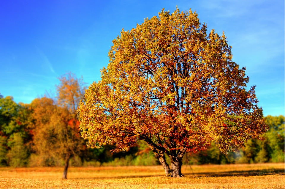 tree-in-fall