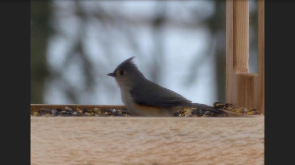 tufted-titmouse-ottawa