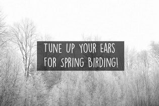  tune-up-your-ears-for-spring-birding