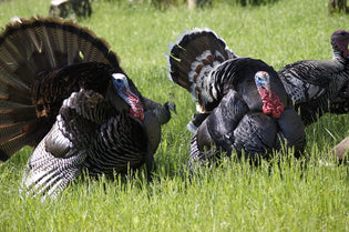  strutting-male-turkeys