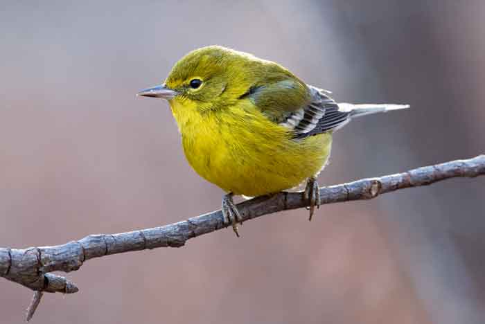 warbler-perched