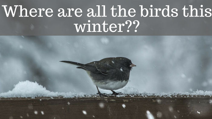 junco-in-the-snow