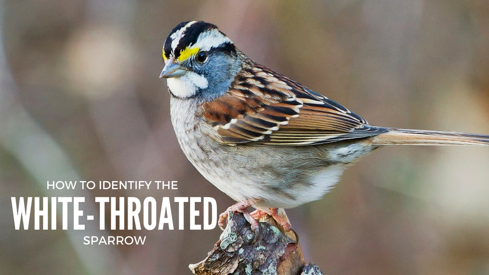 white-throated-sparrow