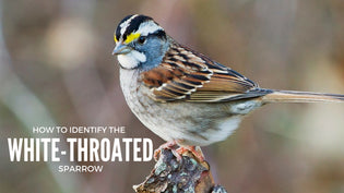  white-throated-sparrow