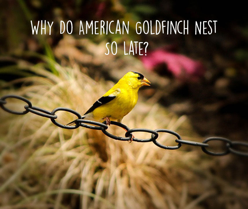 why-american-goldfinch-nest-late-in-the-year