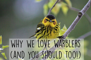  why-love-warblers