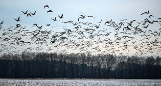  wild-geese-migrating