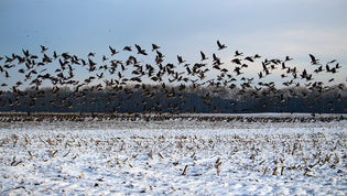  geese-migrating