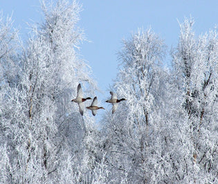  ducks-in-winter