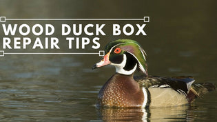  wood-duck-box-repair-tips