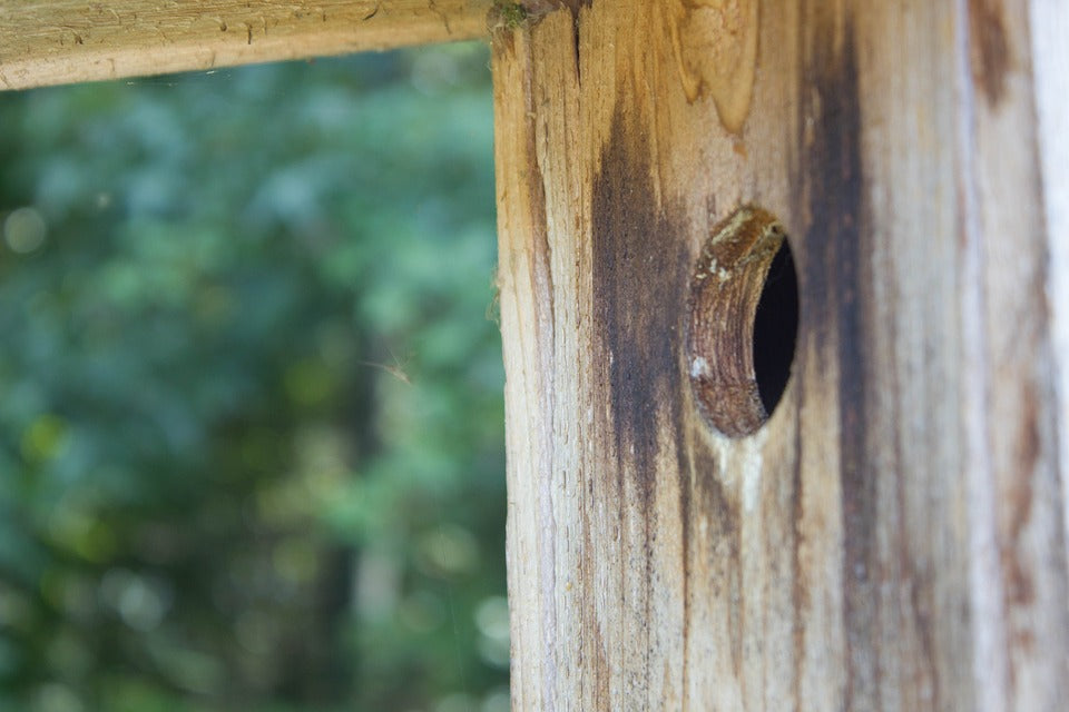 wooden-birdhouse-in-backyard