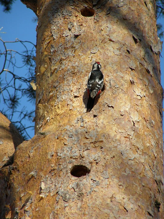 woodpecker-drumming-on-a-tree