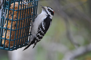  woodpecker-eating-summer-suet