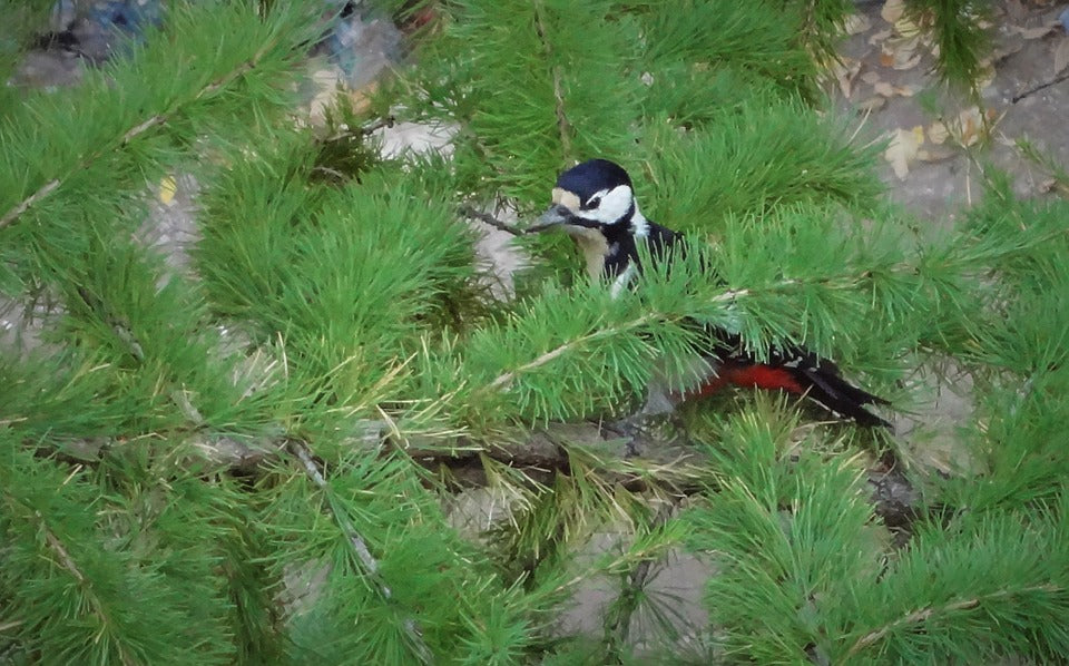 woodpecker-in-christmas-tree