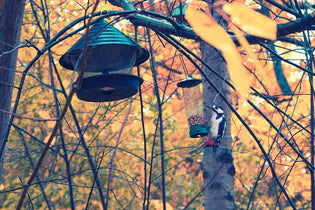  woodpecker-in-fall