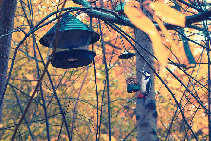woodpecker-in-fall